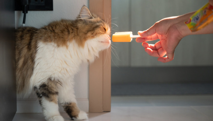 Confirming A Dry FIP Diagnosis