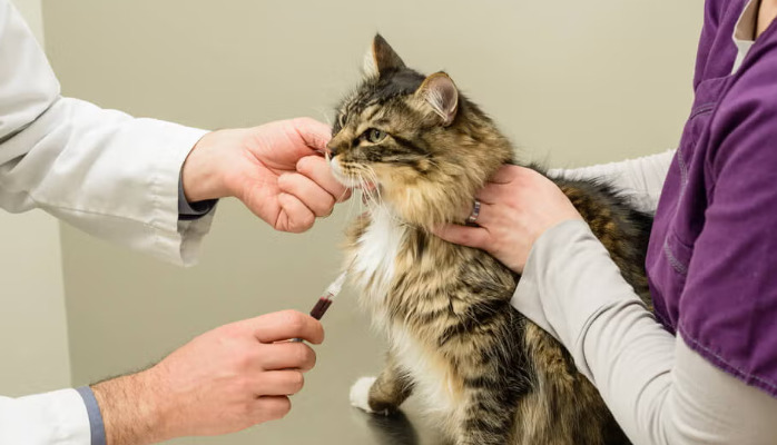 Dry FIP Symptoms By Stage