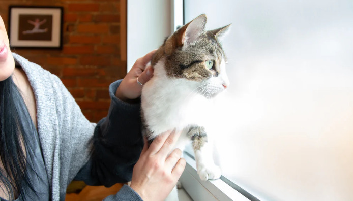 What Causes Wet FIP In Cats