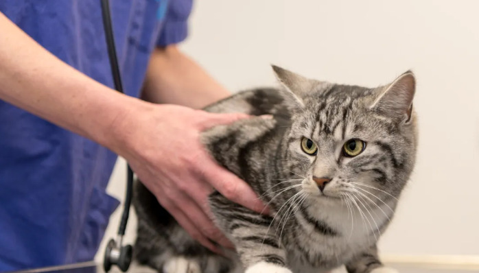 Wet FIP Fluid in the Abdomen