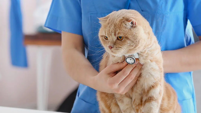 Can Wet FIP Be Cured