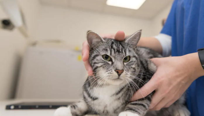 Beginner's Guide To Neurological FIP