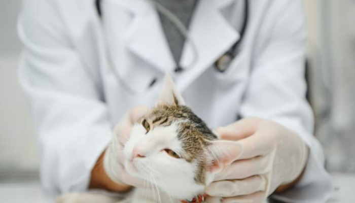 What Happens If Neurological FIP Is Left Untreated