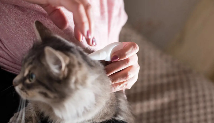 Wet FIP Ascites in Cats