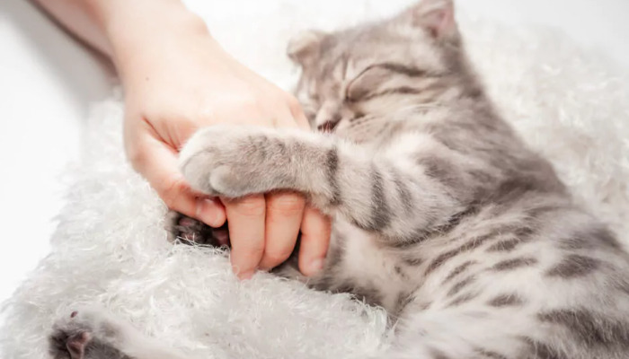 Can Dry FIP Be Prevented