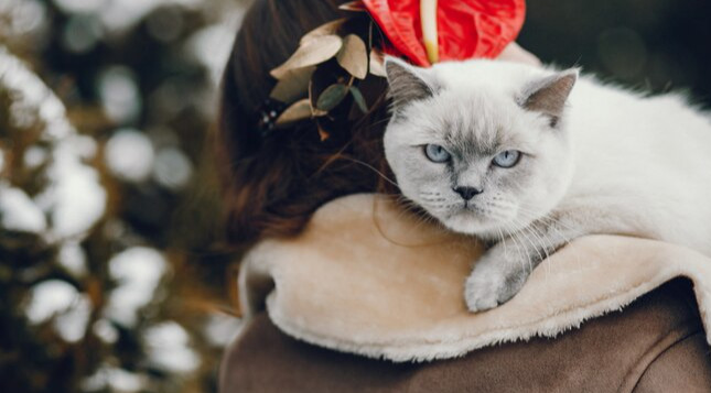 Wet FIP Treatment FAQs
