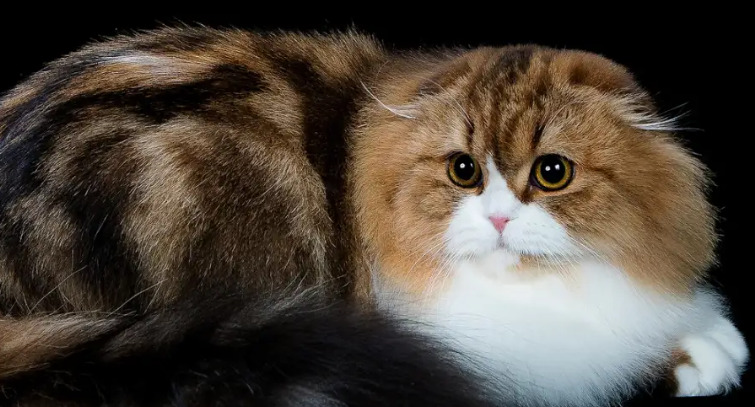 Is Neurological FIP Worse Than Wet FIP