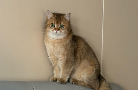 Genuine GS-441524 For Cats