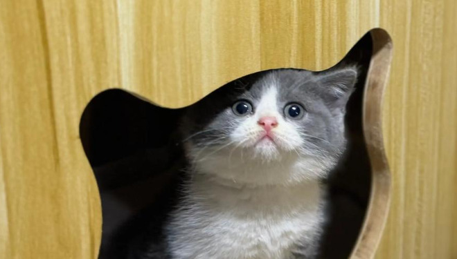 Can Dry FIP Cause Seizures