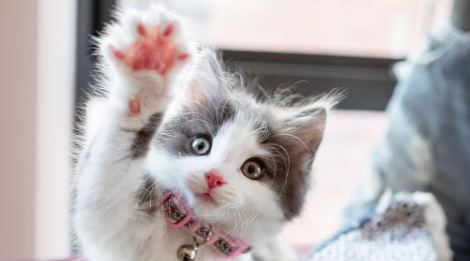 How Veterinarians Diagnose Neurological FIP