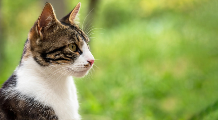 How to Recognize Dry FIP Early
