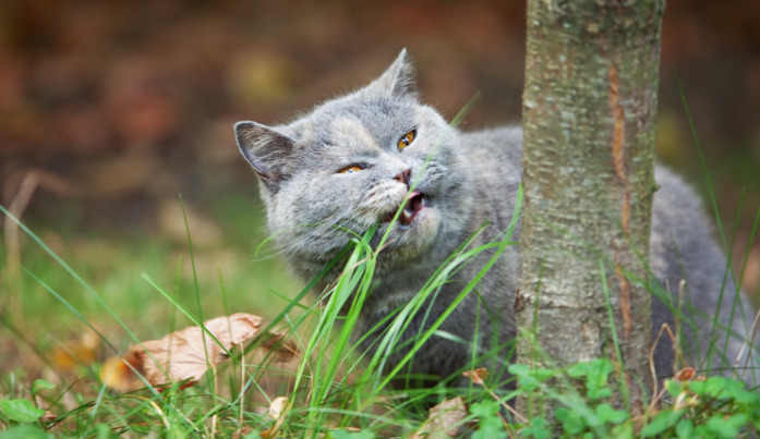 Ocular FIP Blood Test Results Explained