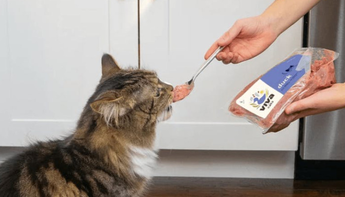 Monitoring Cats During GS-441524 Therapy