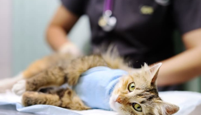 Wet FIP Weight Loss