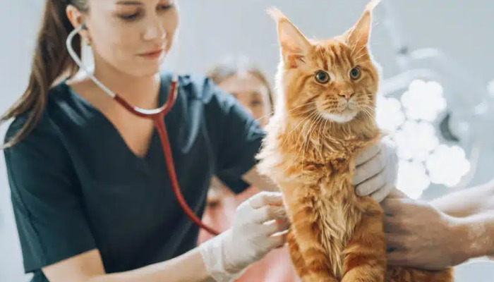 Signs Neurological FIP Treatment Is Working
