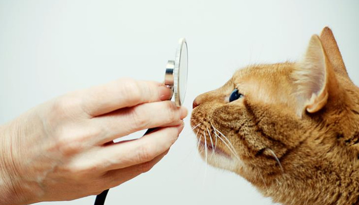 Pronidesivir for Dry FIP