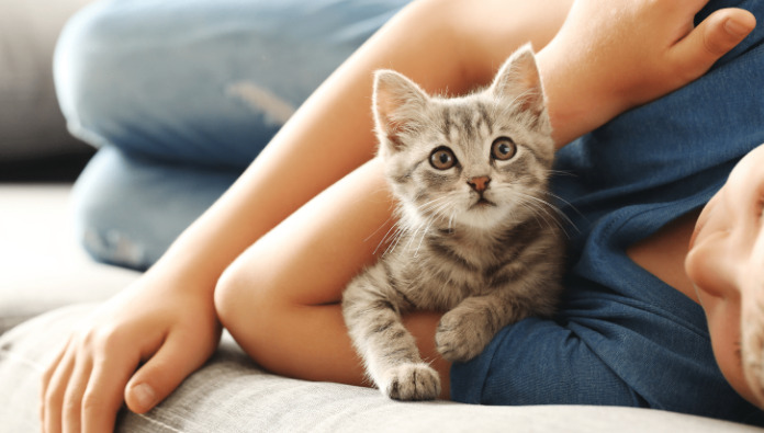 How Common Is Wet FIP in Cats