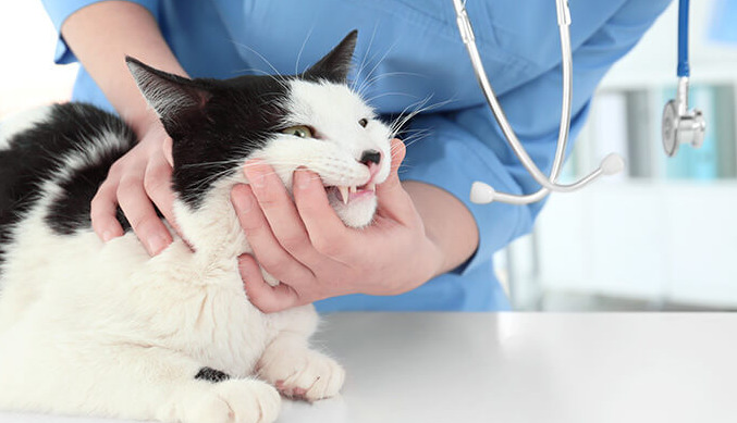 Neurological FIP Seizures