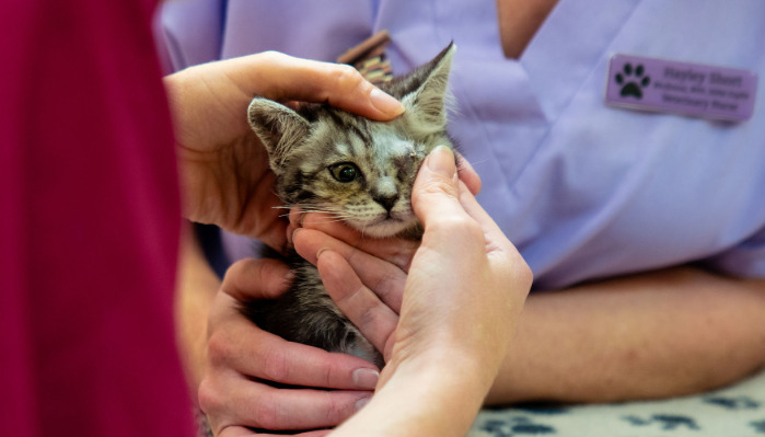 Can Wet FIP Be Treated Successfully