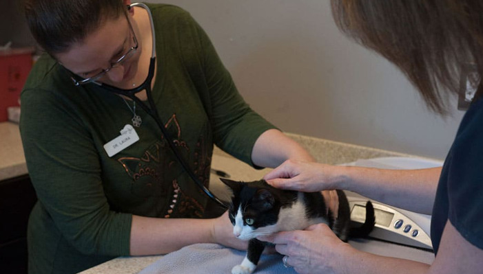 Injectable GS-441524 Benefits