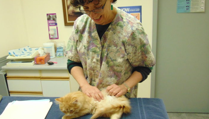 Antiviral Treatment For Neurological FIP
