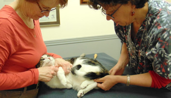 Wet FIP Loss of Appetite