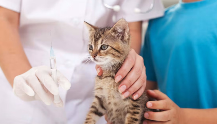 Ocular FIP Medication Guide