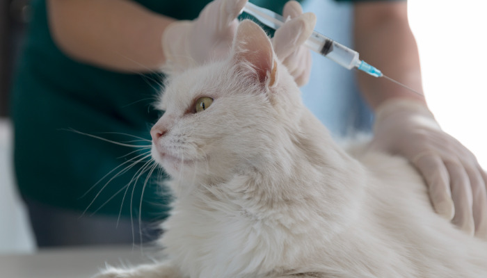 Dry FIP Disease Progression