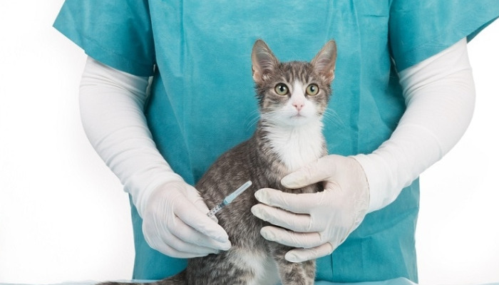 Dry FIP Survival Rate