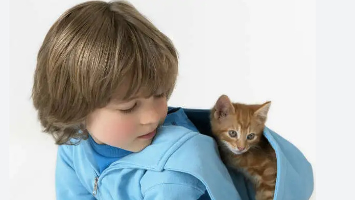 How Veterinarians Diagnose Ocular FIP