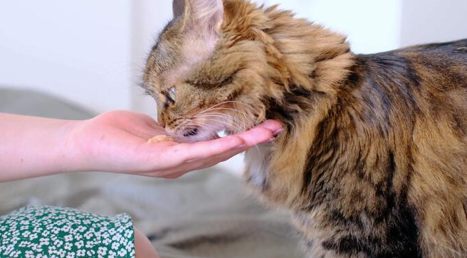 Neurological FIP Treatment Protocol