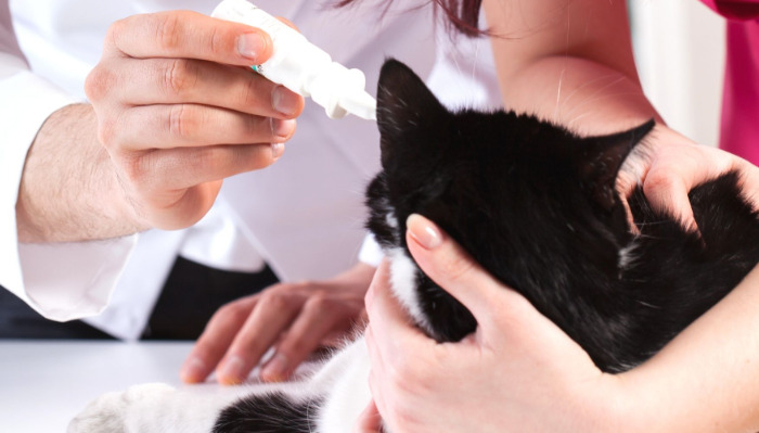 GS-441524 Side Effects In Cats