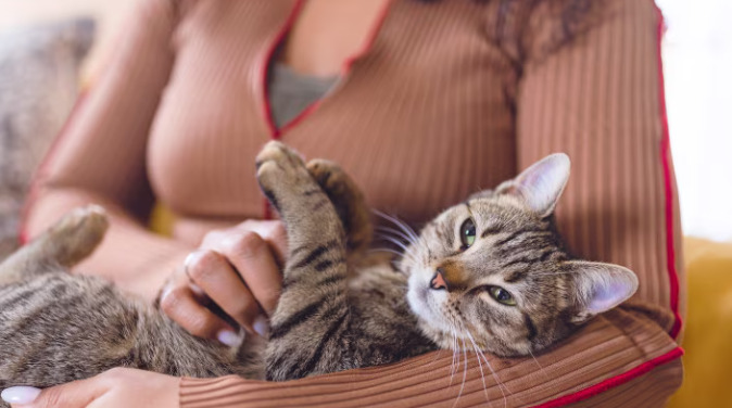 Dry FIP Blood Test Results Explained