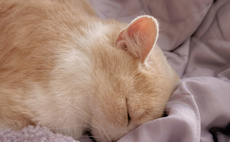 Dry FIP Long-Term Prognosis