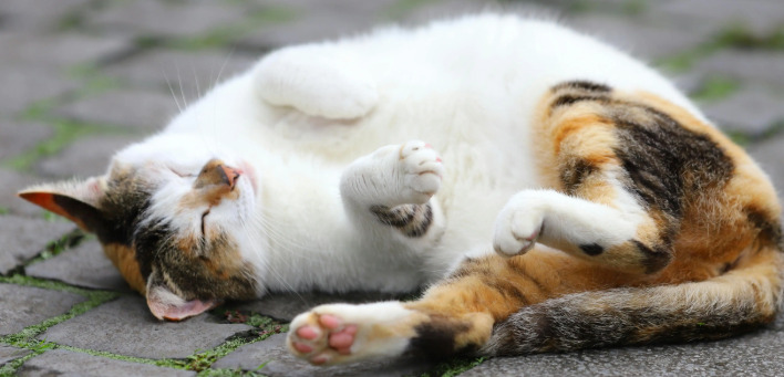 Monitoring Cats After Wet FIP Treatment