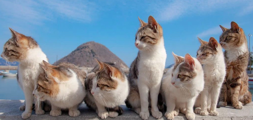 How Successful Is Wet FIP Treatment