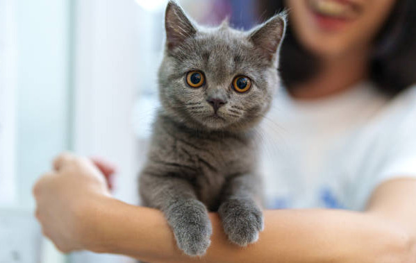 Can Neurological FIP Come Back
