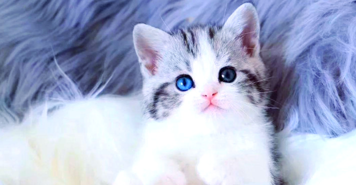Signs Dry FIP Treatment Is Working