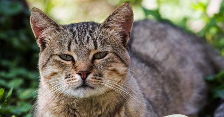 Dry FIP Lethargy in Cats