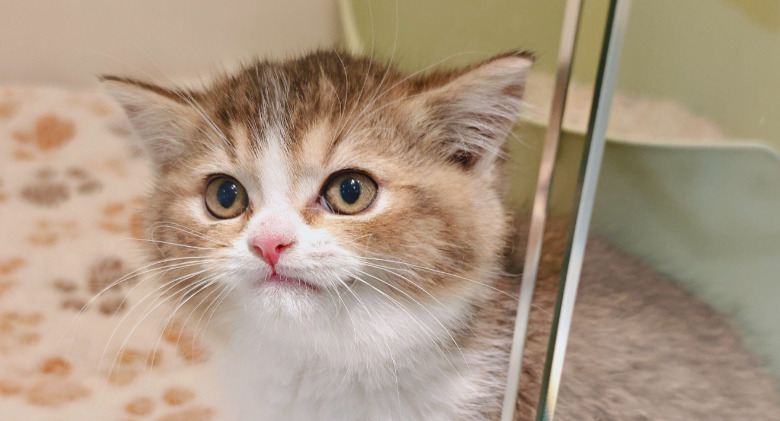 How Veterinarians Diagnose Dry FIP