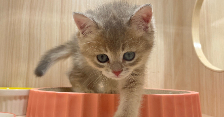 How Common Is Ocular FIP in Cats