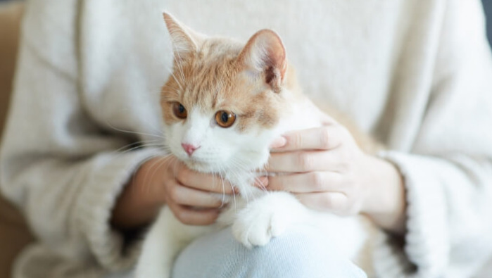 Blood Tests For Wet FIP